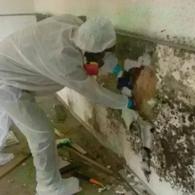 Mold Remediation and Removal in New Egypt, NJ